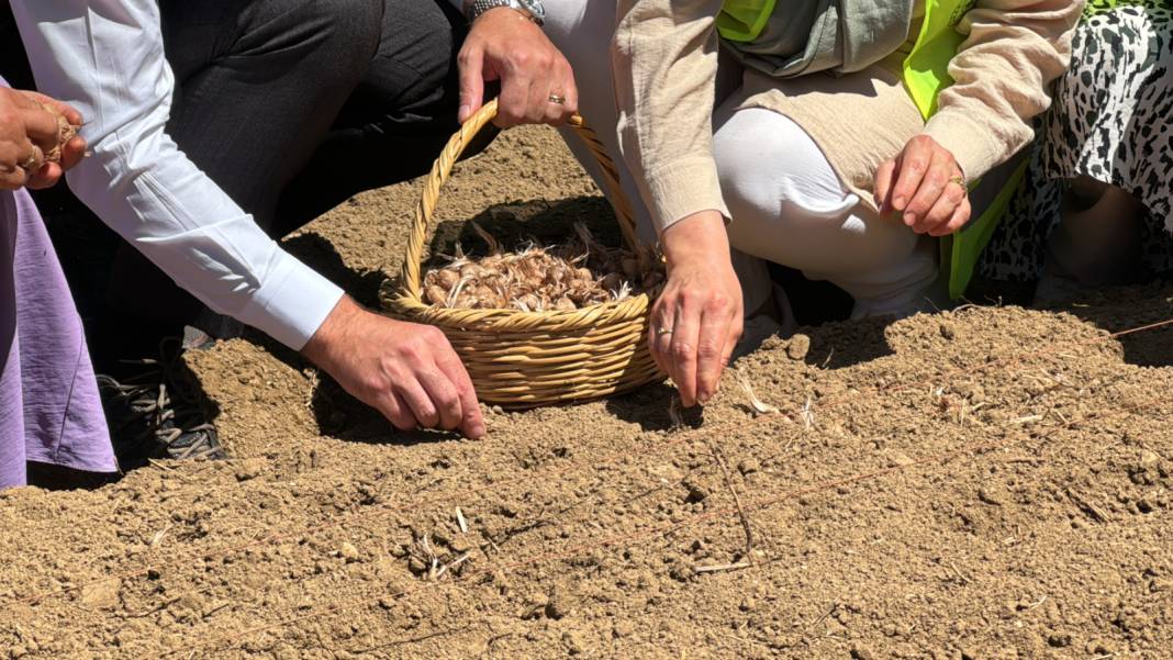 Ağustosta dikilip Ekimde toplanıyor: 80 bin çiçekten yarım kilo ürün elde ediliyor 1